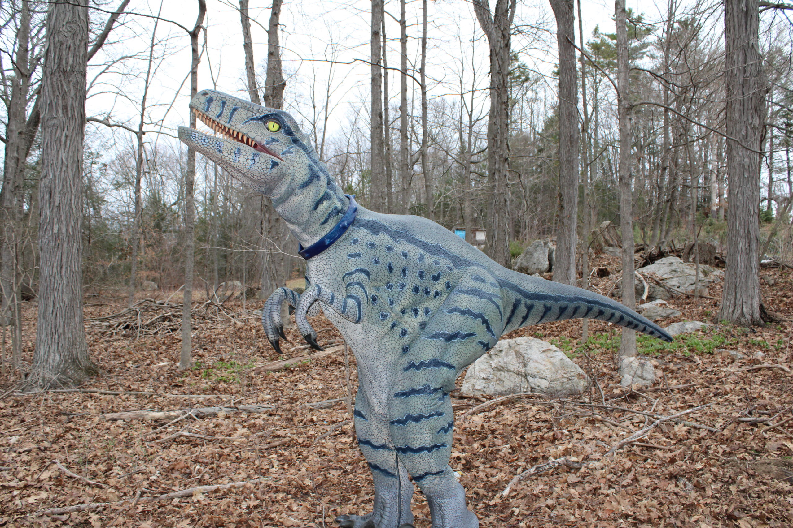 primal raptor dinosaur performer party entertainment connecticut festivals